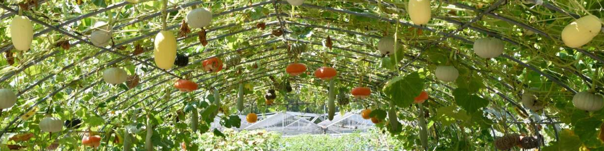 Vego Garden