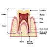 root canal bukit timah